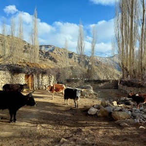Ladakh3