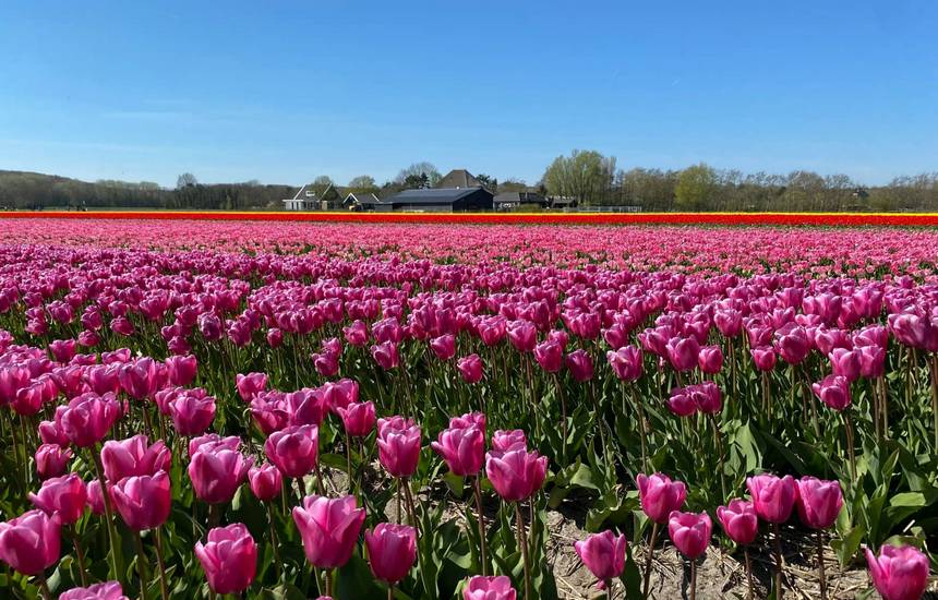 tulips